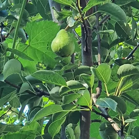 Koppany Pines Rewild Escapes - Hungarian Village Vendeghaz 4*