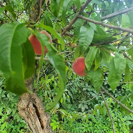 Pensjonat Koppany Pines Rewild Escapes - Hungarian Village Vendeghaz