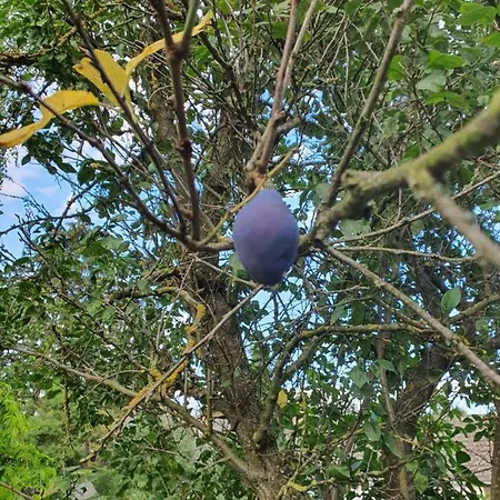 Koppany Pines Rewild Escapes - Hungarian Village Vendeghaz Pensjonat